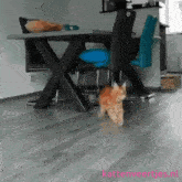 Kattenveertjes Spelen GIF - Kattenveertjes Katten Kat GIFs