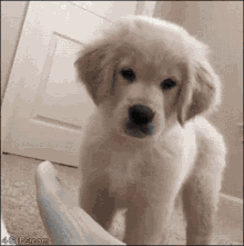 Dog Puppy GIF - Dog Puppy Attacks GIFs