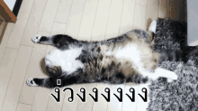 แมว ง่วง นอนหงาย GIF - Cat Lie Down Sleepy GIFs