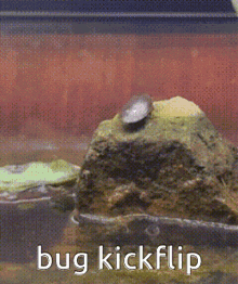 Bug Kickflip GIF - Bug Kickflip Flip GIFs