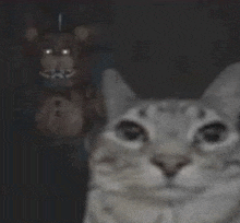 a cat is taking a picture of itself in front of a teddy bear .