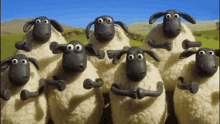 The Sheeps Shaun The Sheep GIF - The Sheeps Shaun The Sheep Clap GIFs