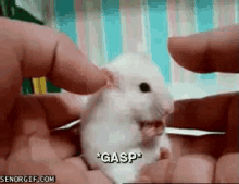 a small white hamster is being held in someone 's hands and gasp is written on the bottom of the image