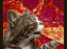 Cats Get Hungry Too GIF