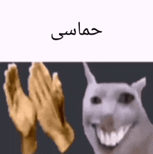 Stupid Looking Cat Clapping GIF