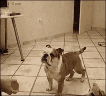 Funny Animals Bulldog GIF - Funny Animals Bulldog Catch GIFs
