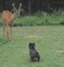 Deer Dog GIF