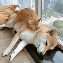 Love Dog Pets GIF - Love Dog Pets Sleeping GIFs