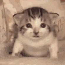 Cat Funny Cat GIF - Cat Funny Cat Explode GIFs
