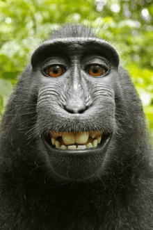 Cute Monkey Face, Monkey Meme, HD wallpaper