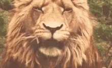 yawn lion roar wild animals majestic