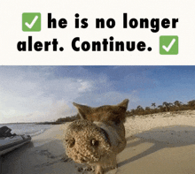 You Have Alerted The Boar He Is No Longer Alert Continue GIF - You Have Alerted The Boar He Is No Longer Alert Continue Alert Boar GIFs