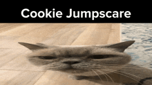 Cookie Cookie Cat GIF - Cookie Cookie Cat Cat GIFs