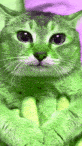 Tole Tole Scary Cat GIF - Tole Tole Scary Cat Chinese Cat Tho GIFs