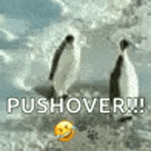 Penguin Push GIF - Penguin Push GIFs