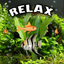Relax Relaxing GIF - Relax Relaxing Relaxation GIFs
