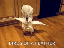 a white parrot is dancing on a wooden floor .