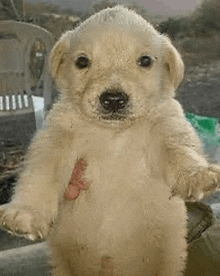 a small puppy is standing on its hind legs and holding a stuffed animal in its mouth .