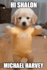 a puppy wearing a yellow shirt with a sheep on it is walking