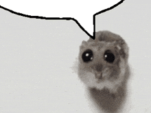 Sad Hamster Talk GIF - Sad Hamster Talk GIFs