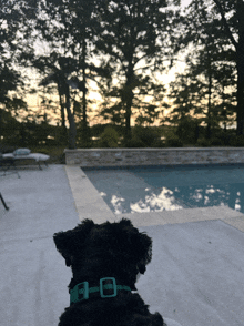 a dog wearing a green collar looks out over a swimming pool