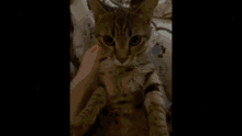 Elina Cat GIF
