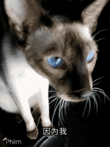Cat Song GIF - Cat Song Minoux GIFs