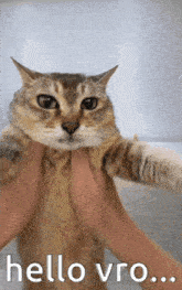 a person is petting a cat with the words hello vro