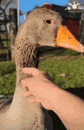 Pet Goose GIF - Pet Goose Neck GIFs