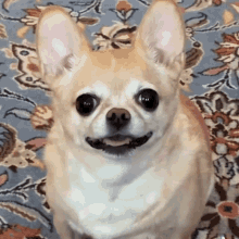 Balenciagaval Dog GIF - Balenciagaval Dog Smile GIFs
