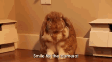 Ehhh! GIF - Smile For The Camera Rabbit Smiling GIFs