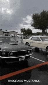 a couple of mustangs are parked in a parking lot on a rainy day .