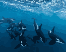 Killer Whales GIF - Killer Whales GIFs