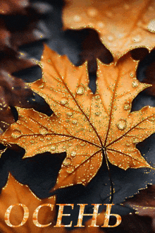 a maple leaf is surrounded by other leaves and the word autumn is on the bottom right