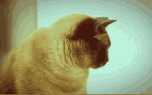 Lol GIF - Dealwithit Cat Fakeglasses GIFs