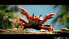 Crabs Happy GIF - Crabs Happy Dancing GIFs