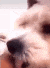 Sazzybarb Side Eye GIF - Sazzybarb Side Eye Side Eye Dog GIFs