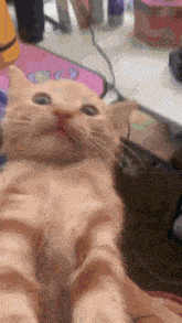 Kitten Scream Cat Scream GIF - Kitten Scream Cat Scream Cat GIFs
