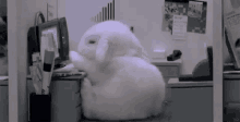 cute animal bunny sleepy cubicle