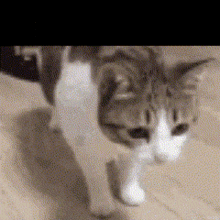 Cat Meme GIF - Cat Meme Lol GIFs
