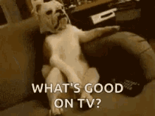 Dog Watching Tv GIF - Dog Watching Tv Whats Good On Tv GIFs