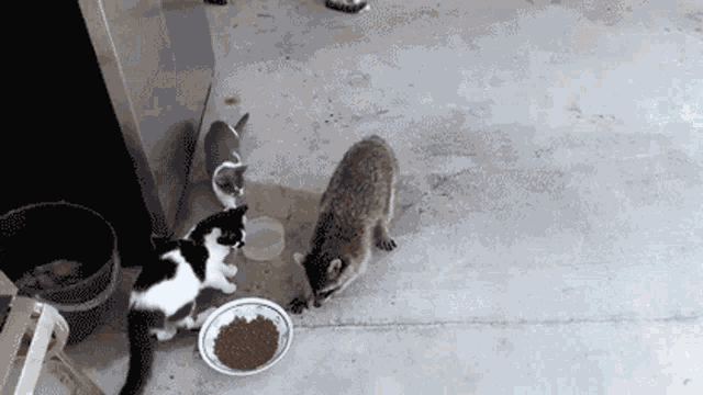 Kitten Raccoon GIFs Tenor