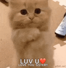 Kitten Love GIF - Kitten Love Luvu GIFs