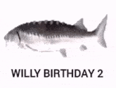Willy Willy Birthday GIF