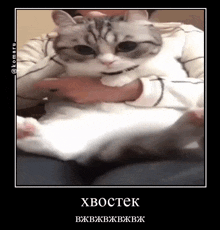 a cat is sitting on a person 's lap with a caption in russian