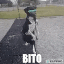 Dog Vito GIF - Dog Vito Bito GIFs