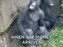 two gorillas are sitting next to each other on a rock with the words `` when the money arrives '' written on the bottom .
