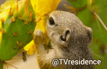 tvresidence squirrel tiny world documentary