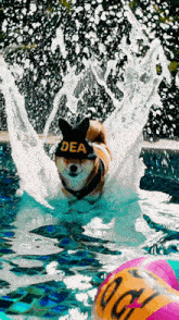 a dog wearing a dea hat jumps into a swimming pool