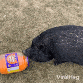 Eating A Snack Pig GIF - Eating A Snack Pig Viralhog GIFs
